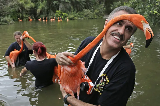 Zoo spokesman Ron Magill holds a flaming during a roundup of Caribbean Flamingos at Zoo Miami in Miami, Thursday, April 17, 2014. The flamingos are being moved to a new location as the zoo prepares for renovations. (Photo by Alan Diaz/AP Photo)