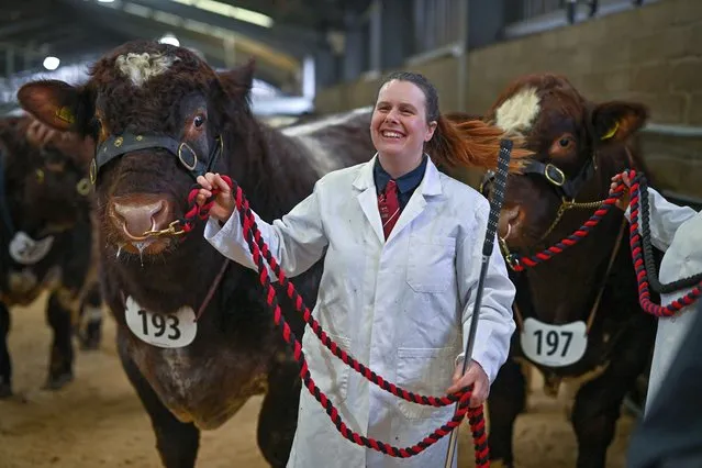 Farmers show their Beef Shorthorn bulls during the judging at Stirling Bull Sales on February 6, 2022 in Stirling, Scotland. Week one of the Stirling Bull Sales has got underway, with the judging of Aberdeen-Angus, Beef Shorthorn, Hereford and Lincoln Red breeds. Hosted by United Auctions they will welcome a grand entry of 767 pedigree bulls and females, the sales also feature eight breeds of pedigree cattle on show and sale with week one held from Sunday 6th to Monday 7th February and week two running from Sunday 20th to Tuesday 22nd February. (Photo by Jeff J. Mitchell/Getty Images)