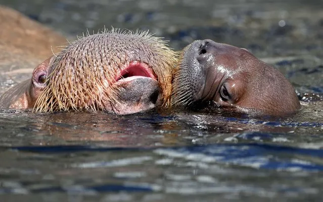 Female walrus Polosa (L) and her 4-weeks old cub, nameless until now, are pictured in Hagenbecks zoo in Hamburg, Germany, July 2, 2015. (Photo by Fabian Bimmer/Reuters)