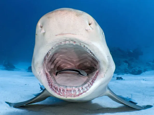 A lemon shark opening up its mouth enabling the small remora fish to clean its teeth in the Bahamas, Tiger Beach. (Photo by Shawn Murphy/Caters News Agency)