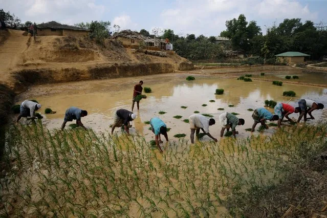 Rohingya refugees plant paddy as they work as daily labor near the Kutupalang Unregistered Refugee Camp in Cox’s Bazar, Bangladesh, February 6, 2017. (Photo by Mohammad Ponir Hossain/Reuters)