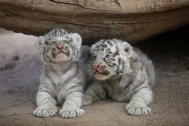 Newborn white Siberian tiger cubs are presented to the media at San Jorge zoo in Ciudad Juarez, Mexico, May 16, 2017. (Photo by Jose Luis Gonzalez/Reuters)