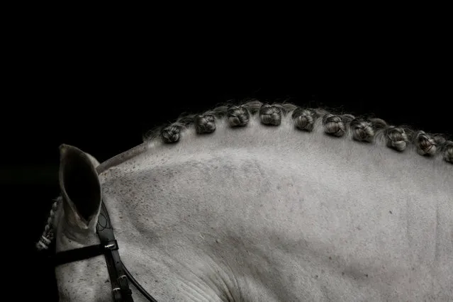 A purebred Spanish horse is pictured during the SICAB International PRE Horse Fair which is dedicated to purebred Spanish horses in Seville, Spain on November 21, 2019. (Photo by Marcelo del Pozo/Reuters)