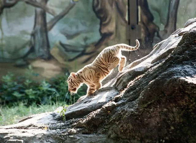 One of four white Bengali tiger cubs born at the end of May in Xantus Janos Zoo walks in their enclosure in Gyor, 120 kms west of Budapest, Hungary, Friday, July 24, 2015. (Photo by Csaba Krizsan/MTI via AP Photo)