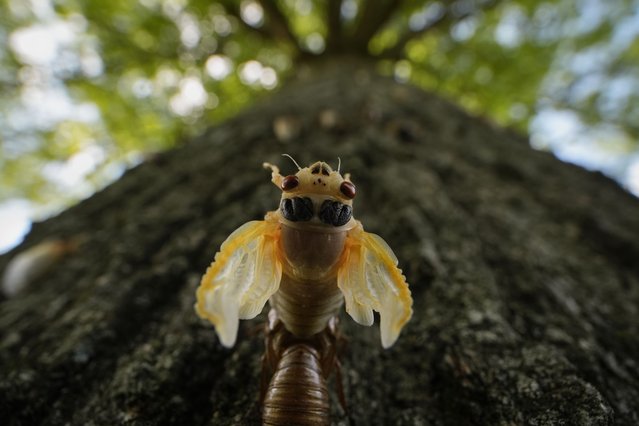 An adult cicada periodical cicada sheds its nymphal skin on a tree, Friday, May 17, 2024, in Charleston, Ill. (Photo by Carolyn Kaster/AP Photo)