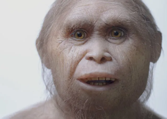 This 2015 picture provided by Kinez Riza shows a reconstruction model of Homo floresiensis by Atelier Elisabeth Daynes at Sangiran Museum and the Early Man Site. In a paper released Wednesday, June 8, 2016, researchers say newly-discovered teeth and a jaw fragment, which are about 700,000 years old, have revealed ancestors of Homo floresiensis, also known as “hobbits”, our extinct, 3 1/2-foot-tall evolutionary cousins. The fossils were excavated about 46 miles from the cave where the first hobbit remains were found in Indonesia. (Photo by Kinez Riza via AP Photo)