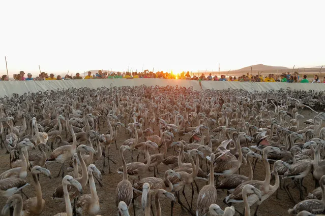 Volunteers stand around flamingo chicks gathered in a corral before being fitted with identity rings at dawn at a lagoon in the Fuente de Piedra natural reserve, near Malaga, southern Spain, August 17, 2019. (Photo by Jon Nazca/Reuters)