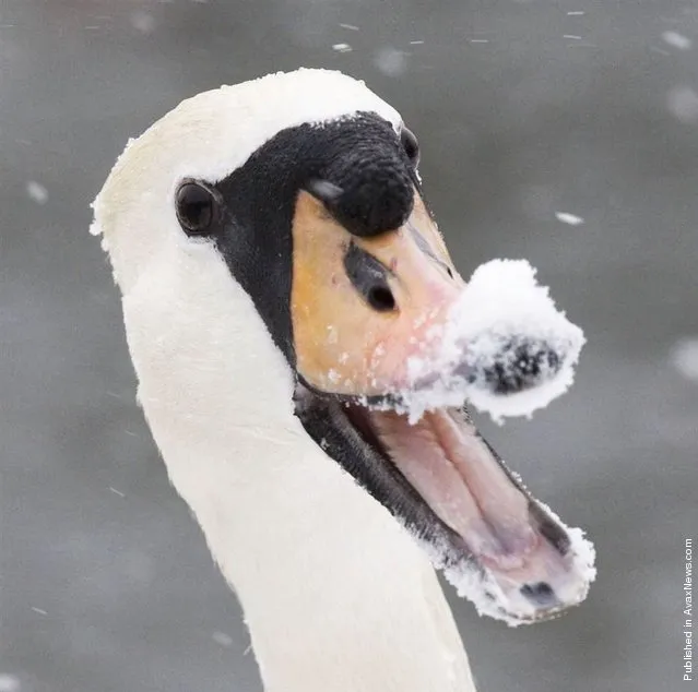 “This swan is having a laugh in its winter wonderland in West Berkshire, Britain”