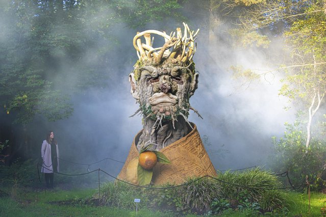 A knarled wooden sculpture, created by the American artist Philip Haas, represents Winter and is on show at RHS Harlow Carr, Harrogate, United Kingdom on September 24, 2021. (Photo by James Glossop/The Times)