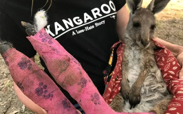 Wildlife Information, Rescue and Education Services (WIRES) volunteer and carer Tracy Dodd holds a kangaroo with burnt feet pads after being rescued from bushfires in Australia's Blue Mountains area, December 30, 2019. (Photo by Jill Gralow/Reuters)