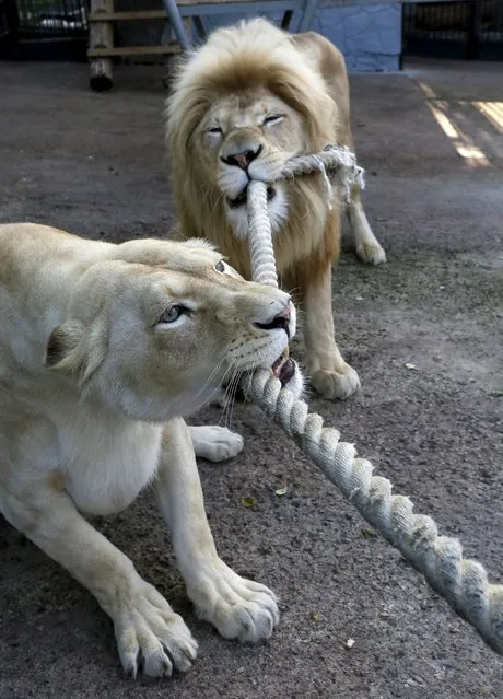 Five-years-old white African lions Almaz (R) and Agata pull a rope as they play with employees at the Royev Ruchey Zoo on the suburbs of the Siberian city of Krasnoyarsk, Russia, August 1, 2015. The game is a part of the entertaiment program for visitors of the zoo called “Summer evenings” during which they have an opportunity to watch an evening activity of animals, local media reported. (Photo by Ilya Naymushin/Reuters)