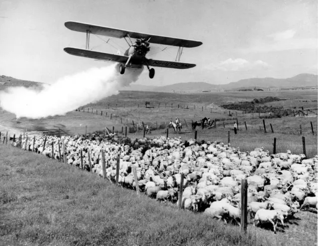 A plane dusts 1,200 sheep against ticks with 10 per cent DDT powder, dichlorodiphenyltrichloroethane, on the Hoover ranch in Medford, Ore. in 1948. (Photo by AP Photo)