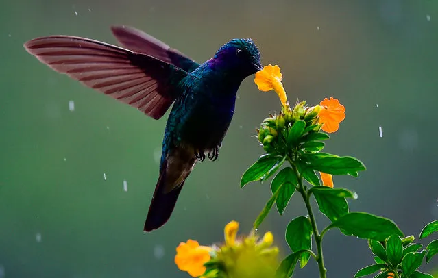 A hummingbird feeds on the nectar of a flower in Boquete, Chiriqui Province, Panama, on January 22, 2020. (Photo by Luis Acosta/AFP Photo)