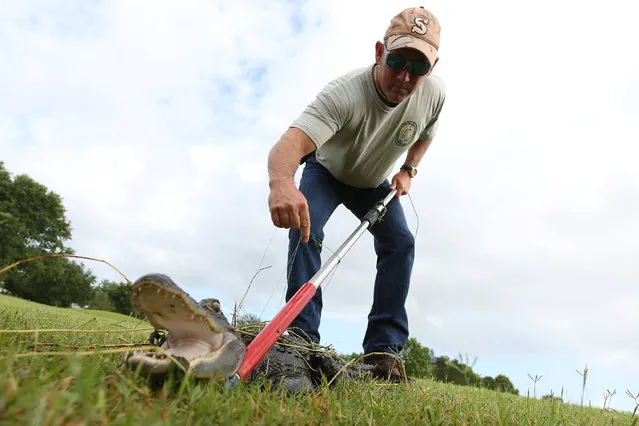 Alligator trapper Mark Whitmire removes line after he caught an alligator in a lagoon on golf course to relocate it to a more natural environment in Orlando, Florida, U.S., June 19, 2016. (Photo by Carlo Allegri/Reuters)