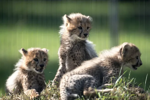 Cheetah cubs play in their acclimatization enclosure at the Zoo in Prague, Czech Republic, 31 July 2017. The animals, two females and three males, were born on 15 May 2017. (Photo by  Martin Divisek/EPA)