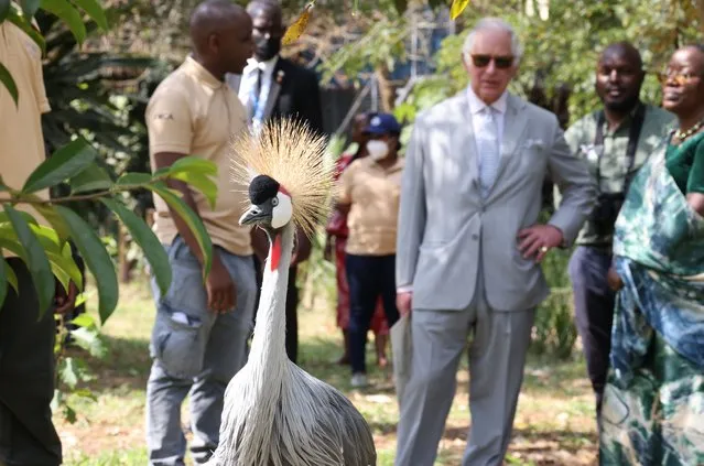 Prince Charles, Prince of Wales visits Umusambi Village where the Prince has adopted a crane called Spoilt, on June 23, 2022 in Kigali, Rwanda. Prince Charles, The Prince of Wales has attended five of the 24 Commonwealth Heads of Government Meeting meetings held since 1971: Edinburgh in 1997, Uganda in 2007, Sri Lanka in 2013 (representing The Queen), Malta in 2015 and the UK in 2018. It was during the UK CHOGM that it was formally announced that The Prince would succeed The Queen as Head of the Commonwealth. Leaders of Commonwealth countries meet every two years for the meeting which is hosted by a different member country on a rotating basis. (Photo by Ian Vogler – Pool/Getty Images)