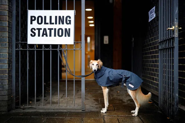 A dog, wearing a raincoat, waits for its owner to return outside a polling station in north London, as Britain holds a general election on December 12, 2019. (Photo by Tolga Akmen/AFP Photo)