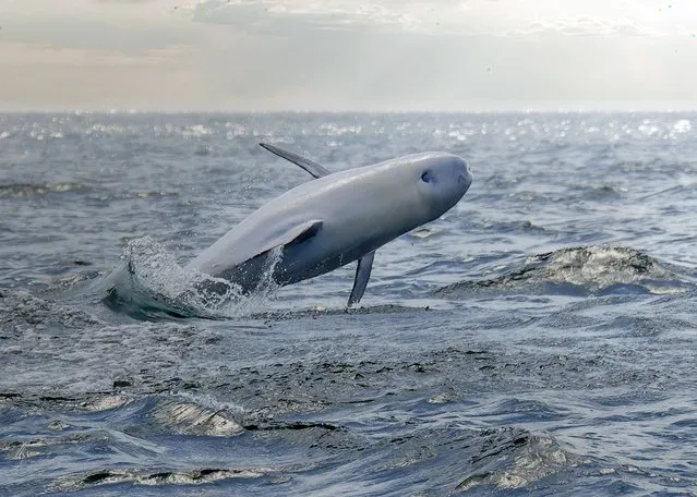 A wildlife photographer captured an amazing spectacle when a rare white Risso's dolphin flipped out of the water in California on July 2022. This dolphin has a form of leucism, which gives this individual its completely white colouring, outlined with thin black piping along with the head, pectoral fins, and fluke. (Photo by Jay Spring/South West News Service)