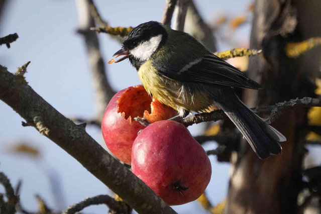 A tit feeds on a fresh apple in the city park in Tallinn, Estonia, Monday, October 28, 2024. (Photo by Sergei Grits/AP Photo)