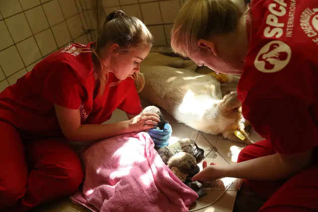 Nastya Grabchuk (L), a Ukrainian medical student volunteering with The Dogs of Chernobyl initiative, and Meredith Ayan, Executive Director of SPCA International, a U.S.-based animal rescue non-profit, tend to stray puppies recovering from a sedative after surgery and vaccinations at a makeshift veterinary clinic inside the Chernobyl exclusion zone on August 17, 2017 in Chornobyl, Ukraine. (Photo by Sean Gallup/Getty Images)