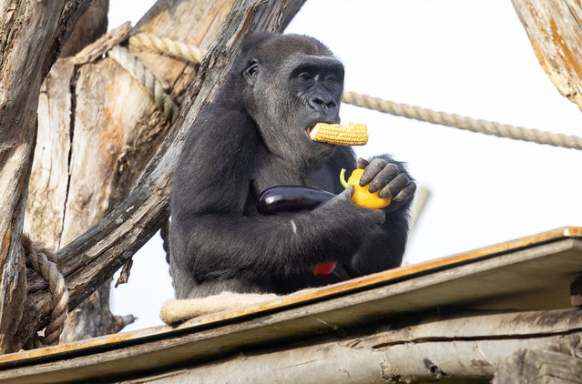 Alika, a Western lowland gorilla at London Zoo, tucks into a breakfast of vegetables and greens from County Supplies, one of the fresh produce traders based at New Covent Garden Market, to celebrate the 50th anniversary of the UK's leading wholesale market on Monday, November 11, 2024. (Photo by Matt Alexander/PA Media Assignments)