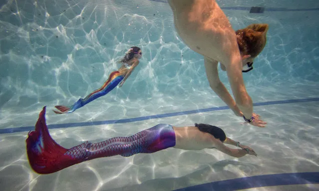 Mermaiding students swim in their tails during a Mayim Mermaid Academy lesson at the swimming pool at Bournemouth Collegiate School on August 19, 2017 in Bournemouth, England. The ancient Assyrian goddess Atargatis is thought to be one of the earliest mermaids and like Ea, the Babylonian god of the sea from around 4000bc, she had the upper body of a human and the lower body of a fish. Throughout history Merfolk have been popular in art and literature. A well known Hans Christian Anderson fairy tale 'The Little Mermaid' (1836) was adapted to an animated film in 1990 and is still popular today. Recently the practice of mermaiding has become popular across the world as an extreme sport and cosplay/performance art. Mermaiding involves the wearing of a costume mermaid tail, consisting of a plastic monofin covered in a fabric, while swimming or performing. The practice of mermaiding has been taught by professional instructors in the UK since 2006. (Photo by Jack Taylor/Getty Images)