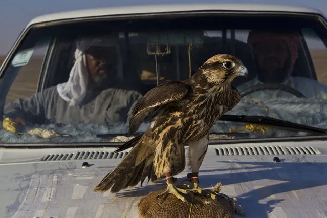A raptor is tethered to the hood of a truck, serving as a trapper’s spotter in Egypt's Western Desert, October 1, 2012. When the bird spies a falcon, it looks up, alerting the trapper to release a small bird wearing a snare, trapping the falcon if it comes in for the kill. Falconers pay up to $35,000 for a live falcon. (Photo by David Guttenfelder/AP Photo/National Geographic Magazine)