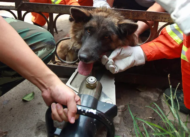 Firefighters use a hydraulic rescue tool to free a dog that got its head stuck in fence, at Luoyang, Henan province, China, on August 21, 2012. (Photo by Reuters/Stringer)