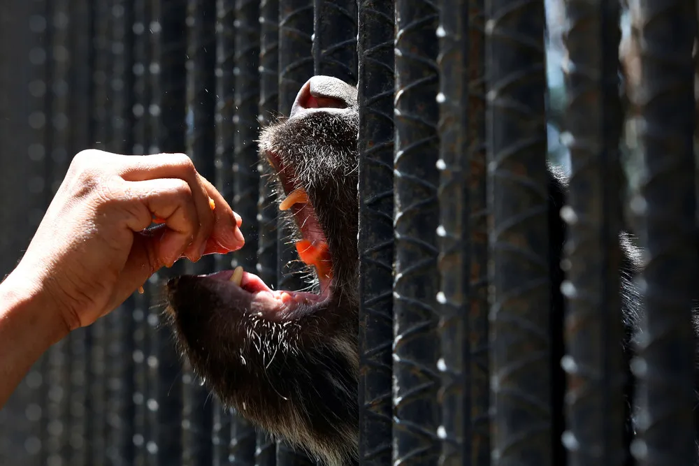 Venezuela's Hungry Zoo Animals