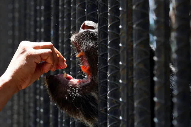 An employee gives papaya to eat to an Andean bear at the Paraguana zoo in Punto Fijo, Venezuela July 22, 2016. (Photo by Carlos Jasso/Reuters)