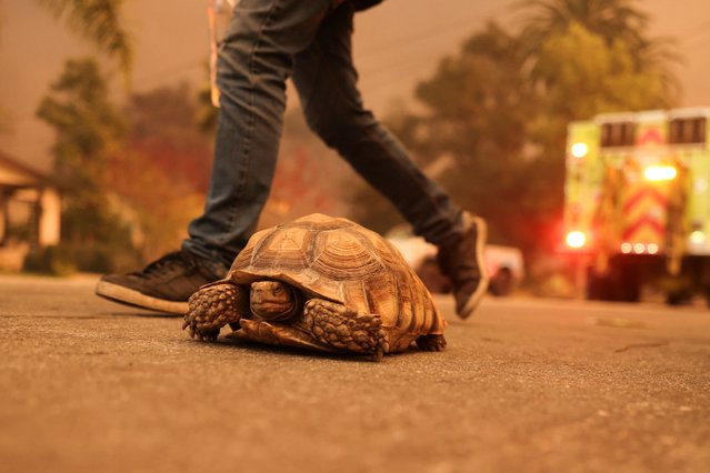 A tortoise named Houdini walks on the street as powerful winds fueling devastating wildfires in the Los Angeles area force people to evacuate, at the Eaton Fire in Altadena, California, U.S. January 8, 2025. (Photo by David Swanson/Reuters)