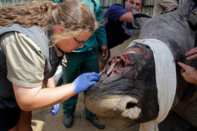 Dr Zoe Glyphis (L) treats the open wounds on the nose area of the three-years-old White male Rhino Wasinda, after he had his horns hacked off by poachers at a private game farm in the Free State Province, Clocolan, South Africa, 19 September 2017. (Photo by Kim Ludbrook/EPA/EFE)