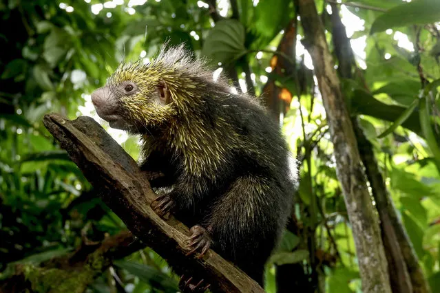 A porcupine in the forested area of Guapiles, Costa Rica, 21 April 2020 (Issued 22 April 2020). (Photo by Jeffrey Arguedas/EPA/EFE)