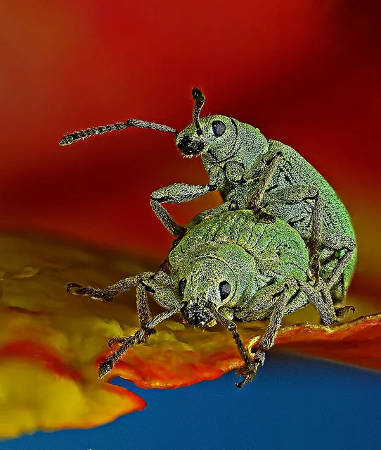 10th place went to a picture of weevils, magnified 80x. (Photo by Dr Csaba Pintér/2017 Nikon Small World Photomicrography Competition)