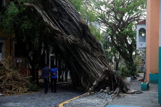 A couple walks by a damaged tree in the Hurricane Maria affected area of Old San Juan, Puerto Rico on Octoner 13, 2017. (Photo by Shannon Stapleton/Reuters)