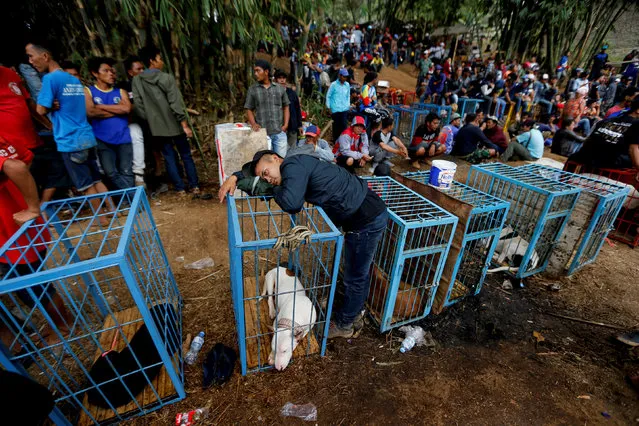 A dog-handler leans on a dog cage during a fight contest between dogs and captured wild boars, known locally as “adu bagong” (boar fighting), in Cikawao village of Majalaya, West Java province, Indonesia, September 24, 2017. (Photo by Reuters/Beawiharta)