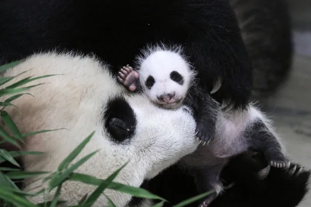 A one month-old panda at a conservation and research centre in Shanghai, China on August 8, 2016. (Photo by Imaginechina/Rex Feature/Shutterstock)
