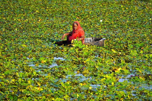 A worker floats in a container to collect water chestnuts from a pond on the outskirts of Ajmer on September 26, 2022. (Photo by Himanshu Sharma/AFP Photo)