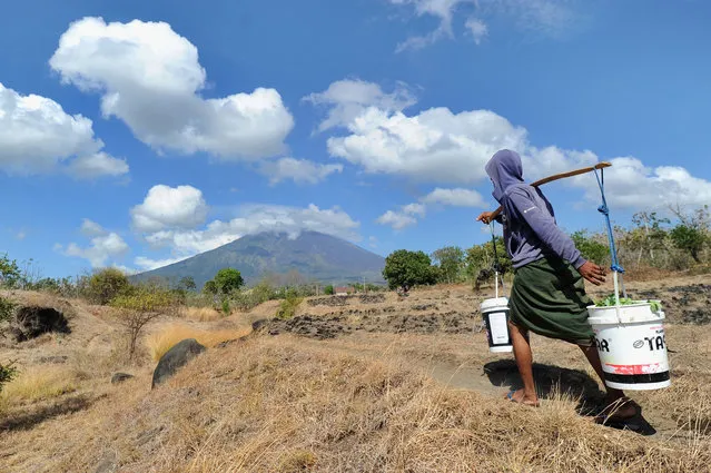 A man carries buckets down a path in the Kubu subdistrict of Karangasem Regency on the Indonesian resort island of Bali on September 26, 2017, as Mount Agung volcano looms in the background. More than 57,000 people have fled a volcano on the tourist island of Bali as rising magma and increased tremors fuel fears of an imminent eruption, officials said on September 26. (Photo by Sonny Tumbelaka/AFP Photo)