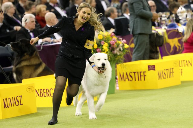 A Kuvasz and owner celebrate during the 149th Annual Westminster Kennel Club Dog Show at Madison Square Garden in New York City on February 11, 2025. (Photo by Charly Triballeau/AFP Phoot)