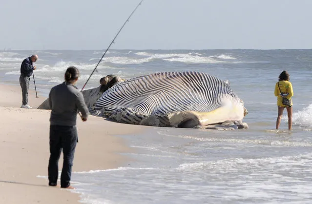 Beach-goers investigate a dead 58-foot finback whale that washed ashore on an eastern Long Island beach in Shirley, N.Y., Thursday, October 9, 2014.  Authorities were alerted after the whale was spotted at Smith Point County Park beach Thursday morning. Kimberly Durham of the Riverhead Foundation for Marine Research and Preservation said her organization is investigating and will conduct a forensic examination Friday to seek a cause of death. (Photo by AP Photo/Newsday)
