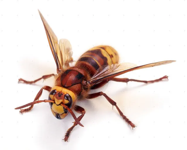Deadly Insects Hornet