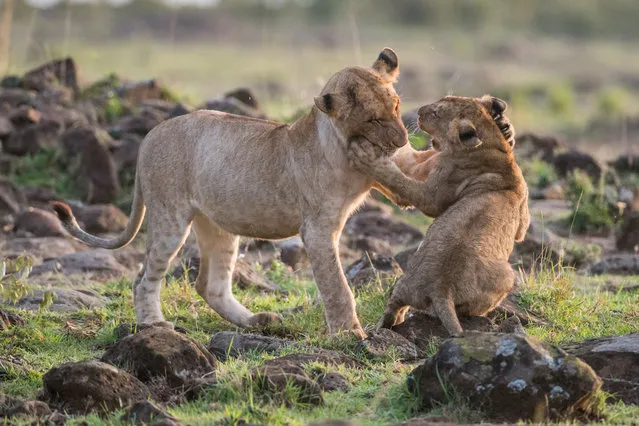 Lion cubs seen playing under the early light of the northern foothills of the Serengeti, at Masai Mara on November 24, 2017 in Kenya. The warming sunbeams also awakened the spirits of the lions. Especially two lion cubs. Both lion cubs were around 8 weeks old. The male cub looked rather calm and awkward, while his sister was very lively and started to fight with his brother. Good-naturedly, the older man read everything about himself. Biting attacks, threatening gestures, blows with the front paw did not disturb him. The skirmish lasted for about ten minutes, accompanied by small, high-pitched cries from the lion girl. Gadgets of this kind are part of the development of the lion's offspring. Only then can they assert themselves in the pack and find their rank in the group. Ingo Gerlach, German Wildlife Photographer, 64, was delighted with these outstanding scenes. (Photo by Ingo Gerlach/Barcroft Media)