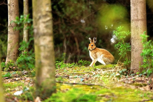 An Irish Hare is seen among trees at Dublin Airport, in Dublin, Ireland on March 22, 2025. (Photo by Clodagh Kilcoyne/Reuters)