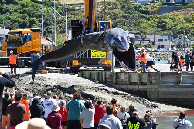 Rescuers retrieve the carcass of a stranded fin whale in Christchurch on January 29, 2024. The whale, which had been stranded off the coast of Moncks Bay on January 28, died in the early morning. (Photo by Sanka Vidanagama/AFP Photo)