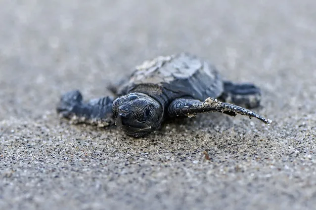 A Lora turtle (Lepidochelys olivacea) heads to the sea after being released on the beach of Punta Chame, some 100 km south of Panama City, on November 13, 2022. The Lora turtle is threatened by the commercialization of its eggs, beach pollution, and the effects of global climate change that reduce the reproduction of the species. (Photo by Luis Acosta/AFP Photo)