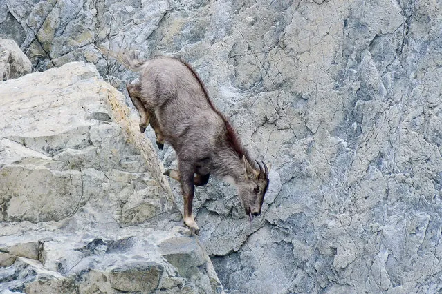 A long-tailed goral at the Sikhote-Alin Nature Reserve, Primorye Territory, Russia on July 25, 2020. The 400 thousand hectare biosphere reserve is the largest in Russia's Primorye Territory and is in the UNESCO World Heritage list. (Photo by Yuri Smityuk/TASS)