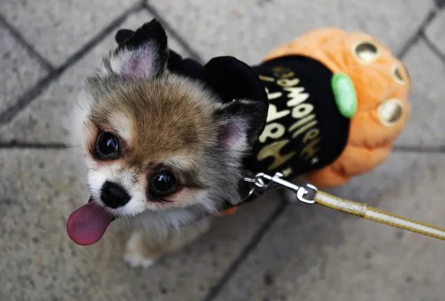 “Love”, a seven-year-old dog, is pictured in a Halloween outfit during a Halloween parade in Kawasaki, south of Tokyo, October 26, 2014. (Photo by Yuya Shino/Reuters)