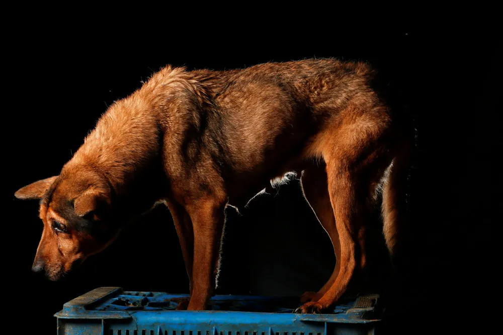 It's a Dog's Life...