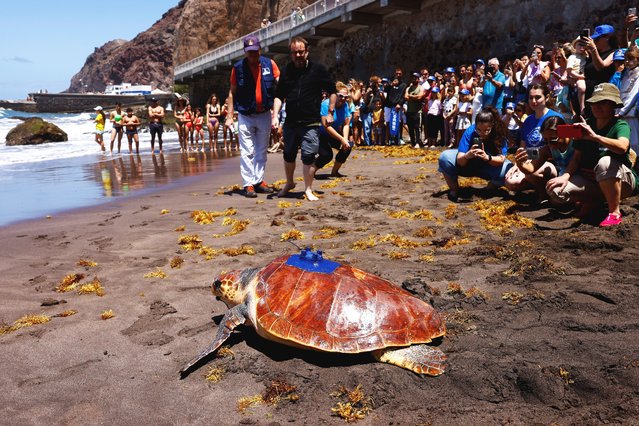 The loggerhead sea turtle (Caretta Caretta), named Amadora, is released on the beach of Sardina del Norte, while a group of people watch and take photos with their mobile phones, on the island of Gran Canaria, Spain, on May 1, 2025. (Photo by Borja Suarez/Reuters)